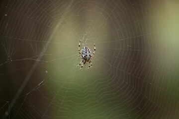 cross spider in garden