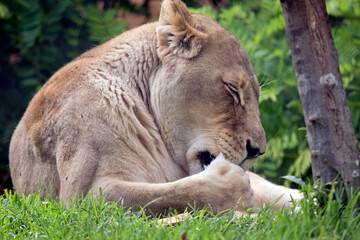 the lioness is licking her lips