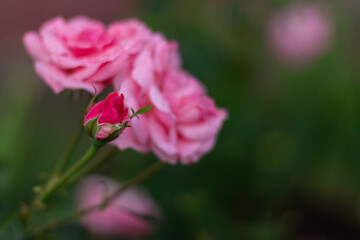 raindrops on a blossoming rose

