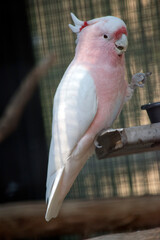 the major mitchell or pink cockatoo is perched on a stand