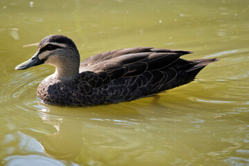 the pacific black duck is swimming in the lake