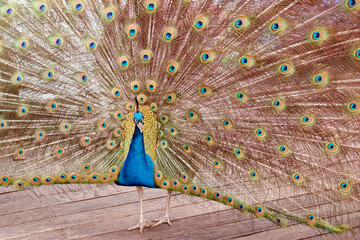 Obraz premium the peacock is looking for a mate