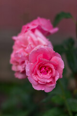 pink rose in garden. raindrops on a blossoming rose
