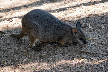 the tammar wallaby is foraging for food