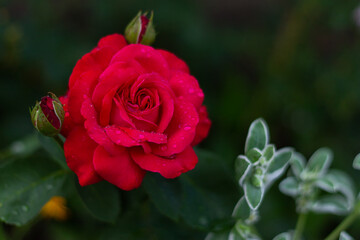 red rose in garden. raindrops on a blossoming rose
