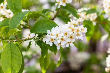 Lots of branches with flowering stalks, used as background or texture