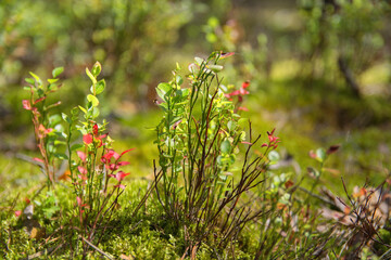 Blueberries. Common blueberry