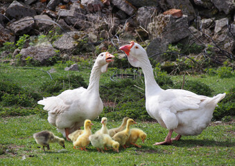 Family of domestic white geese on the lawn