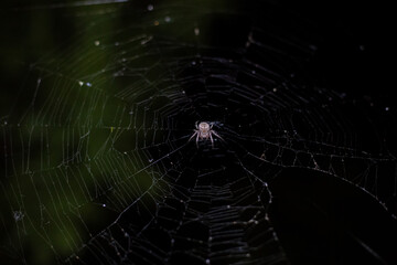 the spider sits on the web.