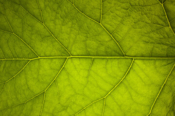 Plakat leaf green plant close-up, used as a background or texture