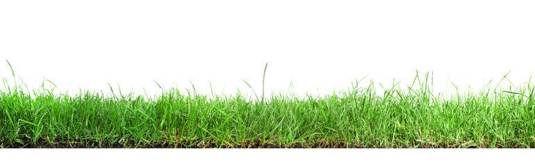 Beautiful lush green grass on white background. Banner design