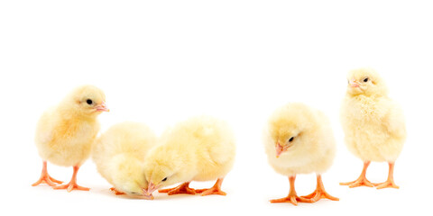 Chicks isolated on white