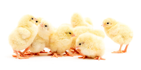 Chicks isolated on white
