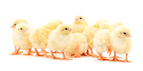 Chicks isolated on white