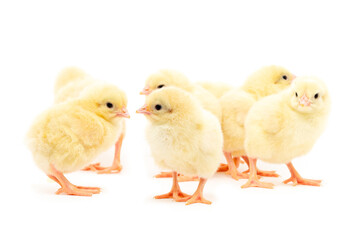 Chicks isolated on white