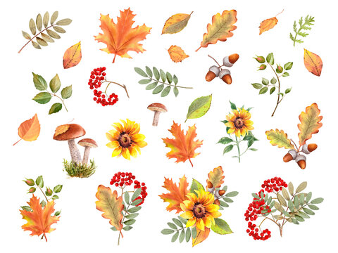 Watercolor fall illustration. Hand painted autumn leaves, sunflower, rowan berries, mushrooms, orange maple leaves, oak leaf.  Compositions for card, DIY elements