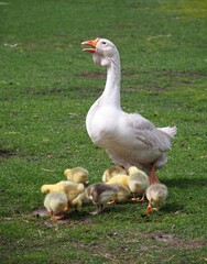 White goose with brood geese in a meadow