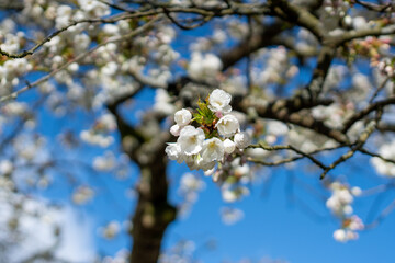 white cherry blossom