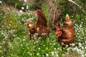 have chickens in a private outdoor enclosure their eggs are of high quality