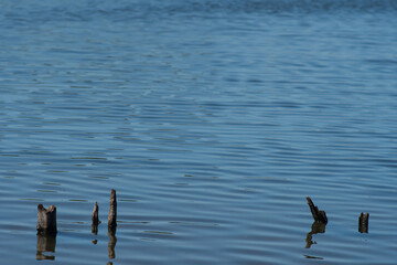 Driftwood in the water