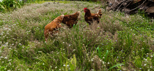 have chickens in a private outdoor enclosure their eggs are of high quality