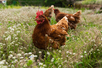 have chickens in a private outdoor enclosure their eggs are of high quality