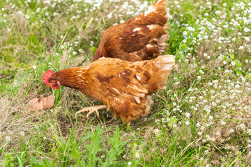 have chickens in a private outdoor enclosure their eggs are of high quality