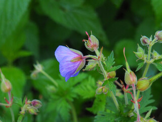 Beautiful Flowers in the Summer Park