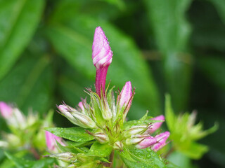 The Beautiful Flower in the Summer Garden