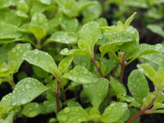 The Little Marjoram in the Summer Garden