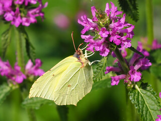 Beautiful Flowers in the Summer Park with the Butterfly