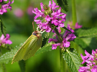 Beautiful Flowers in the Summer Park with the Insect
