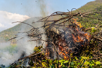 Pile of dry tree branches, fallen leaves and cut grass burning in campfire with poisoning smoke rising in air. Problem of abandoned fields, meadows and gardens, springtime cleaning causing