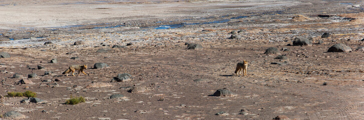 two gray foxes in atacama from a distance