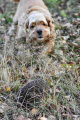 Dog barks at hedgehog in forest