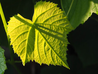 The Leaf of the Grape in the Summer Garden