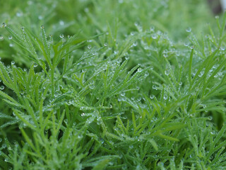 Green Dill in the Dew in Summer Garden