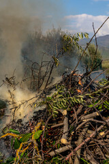 Pile of dry tree branches, fallen leaves and cut grass burning in campfire with poisoning smoke rising in air. Problem of abandoned fields, meadows and gardens, springtime cleaning causing