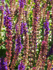 Beautiful Flowers in the Summer Park with the Insect