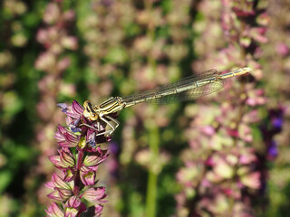 Beautiful Flowers in the Summer Park with the Dragonfly
