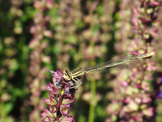 Beautiful Flowers in the Summer Park with the Dragonfly
