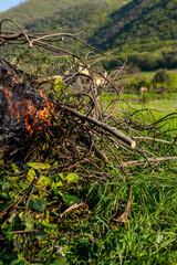 Pile of dry tree branches, fallen leaves and cut grass burning in campfire with poisoning smoke rising in air. Problem of abandoned fields, meadows and gardens, springtime cleaning causing
