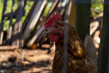 Chicken hen looking at camera from behind an enclosure. Detail for its feathers in shades of orange, its yellow eye and its red crest. Mention to farm breeding and egg production.