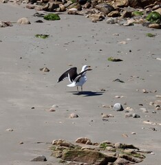 seagulls on the beach ready to fly 