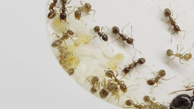 A colony of reaper ants on an acrylic ant farm. Close-up with a limited depth of field. Biotope or ant farm. Farm with messor ants in an acrylic formicarium
