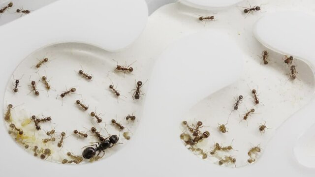 A colony of reaper ants on an acrylic ant farm. Close-up with a limited depth of field. Biotope or ant farm.Farm with messor ants in an acrylic formicarium. Place to copy text