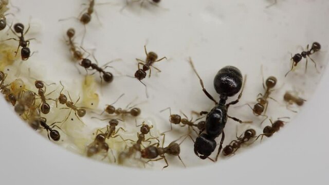 A colony of reaper ants on an acrylic ant farm. Close-up with a limited depth of field. Biotope or ant farm. Farm with messor ants in an acrylic formicarium. Close-up of the queen of the ant colony