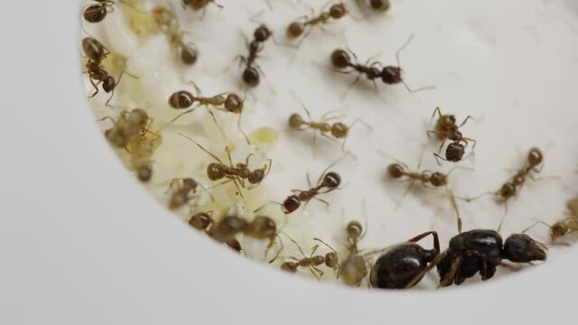 A colony of reaper ants on an acrylic ant farm. Close-up with a limited depth of field. Biotope or ant farm.Farm with messor ants in an acrylic formicarium. Close-up of the queen of the ant colony