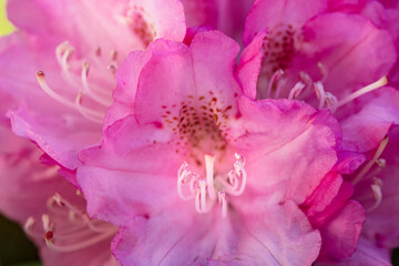 Beautiful close up photo of rhododendron flower.