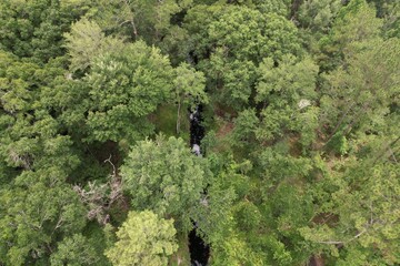 Dense green tree canopy in the Virginia's 